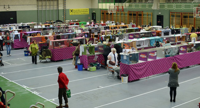 Internationale Katzenausstellung in Stockerau 2013
