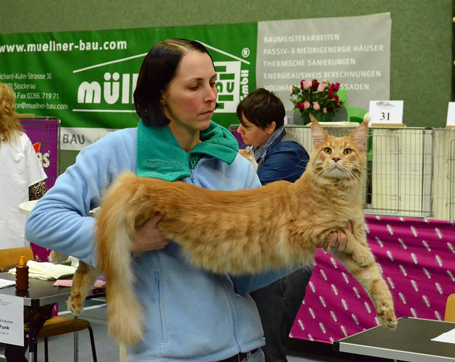 Internationale Katzenausstellung in Stockerau 2013