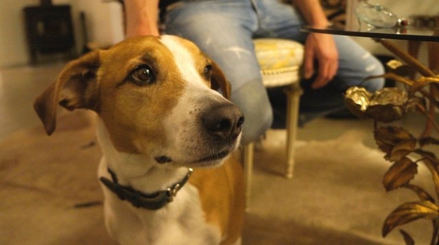 Paris der Salonhund von der oberen Wieden!
