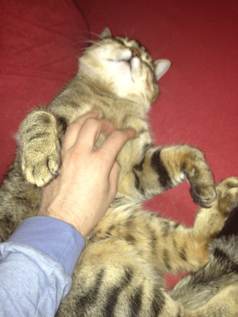 Chewie der Kuschelkater