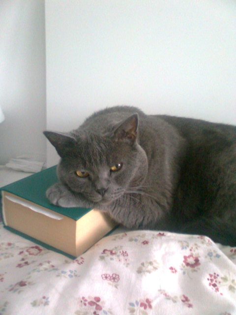 Petzi