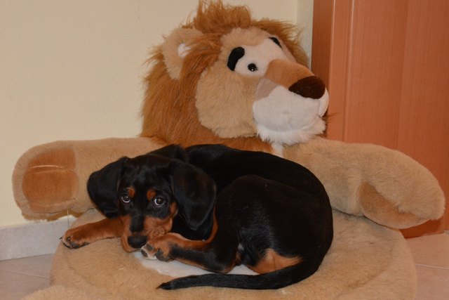 vito und sein freund-löwe