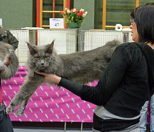 Internationale Katzenausstellung in Stockerau 2013