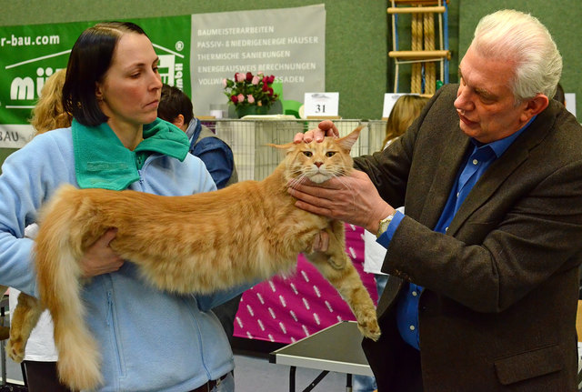 Internationale Katzenausstellung in Stockerau 2013