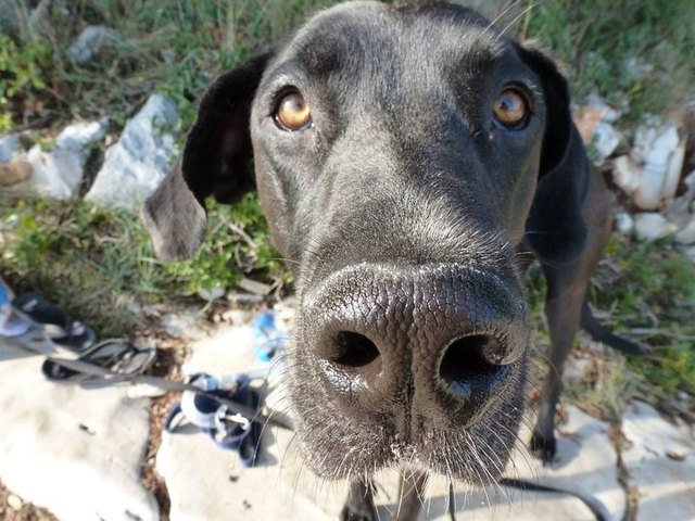 Mein Partner mit der grossen Schnauze