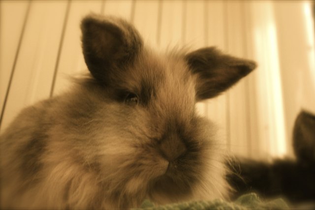 Bella