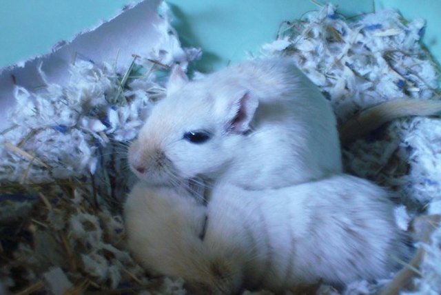 greebo und charly kuscheln