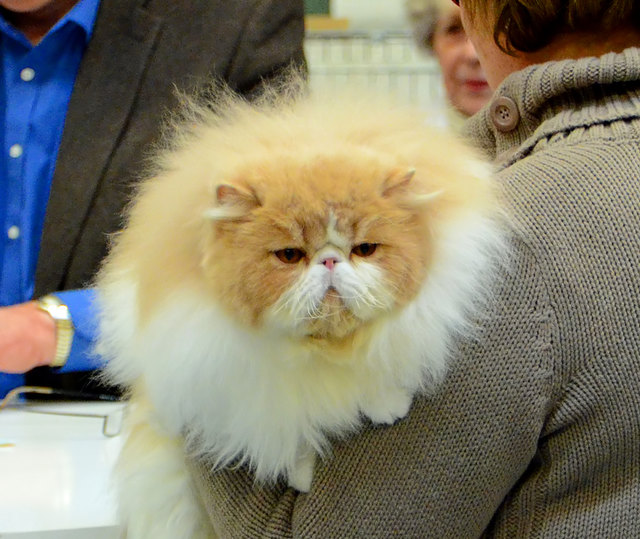 Internationale Katzenausstellung in Stockerau 2013
