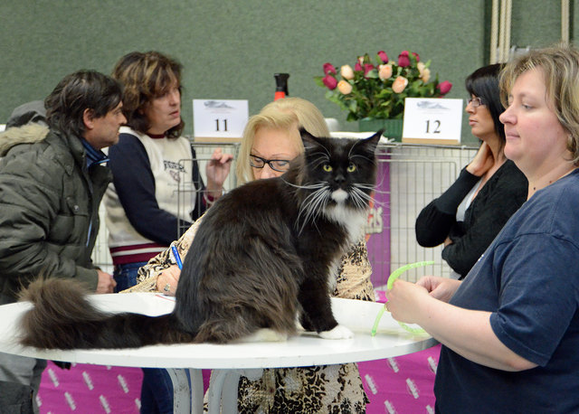 Internationale Katzenausstellung in Stockerau 2013