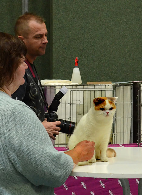 Internationale Katzenausstellung in Stockerau 2013