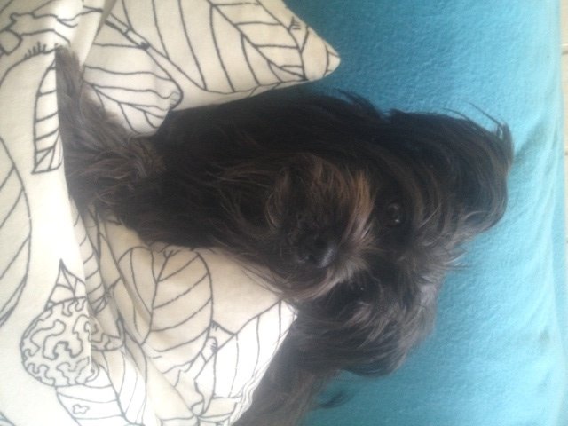 Mein Frauchen meint ich habe Model-Qualitäten !