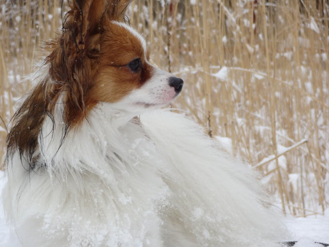 Spaziergang im Schnee