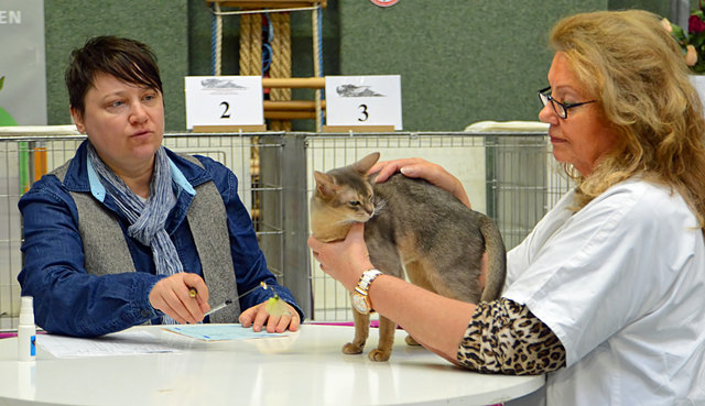 Internationale Katzenausstellung in Stockerau 2013