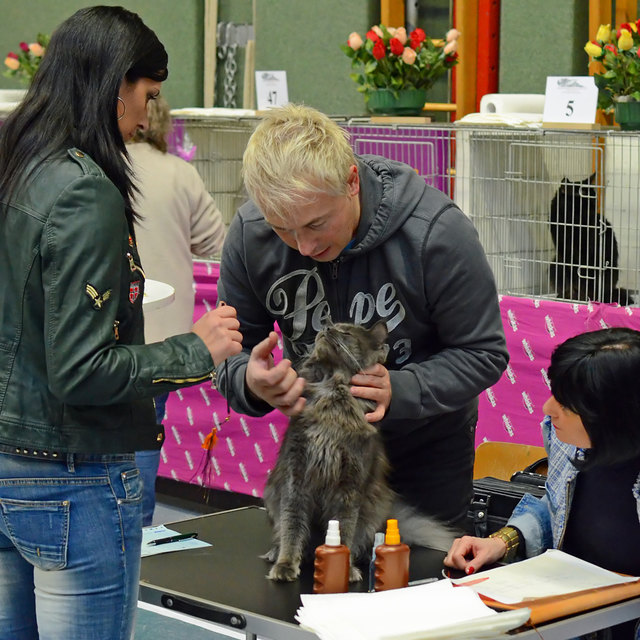 Internationale Katzenausstellung in Stockerau 2013