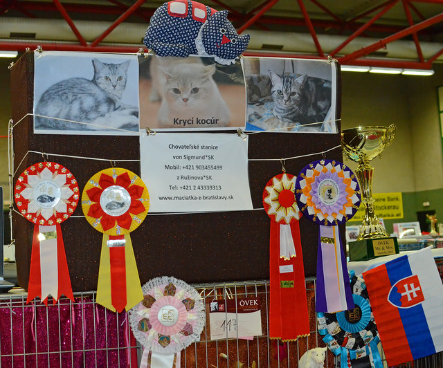 Internationale Katzenausstellung in Stockerau 2013