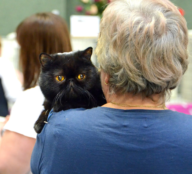 Internationale Katzenausstellung in Stockerau 2013