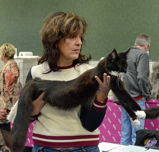 Internationale Katzenausstellung in Stockerau 2013