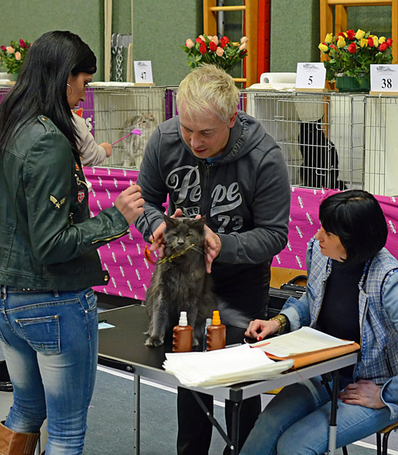 Internationale Katzenausstellung in Stockerau 2013