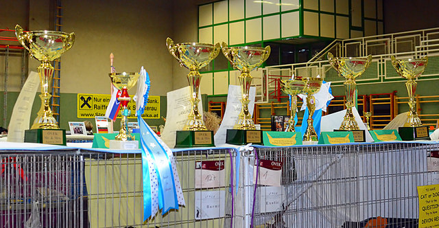 Internationale Katzenausstellung in Stockerau 2013