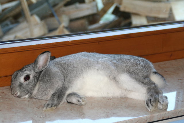 Festergucker