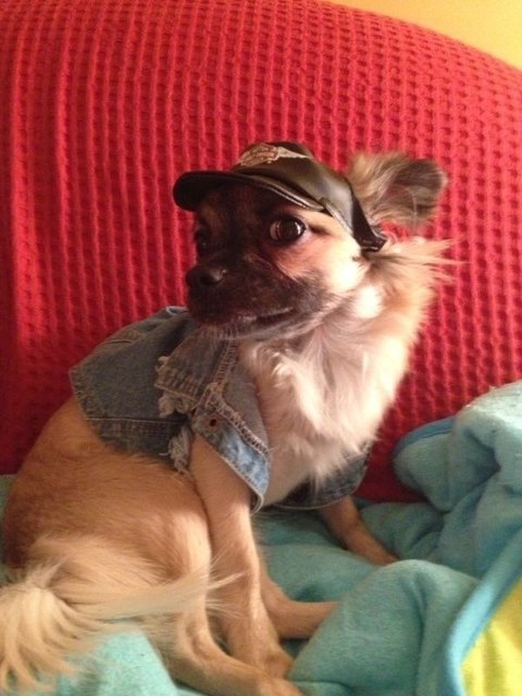 Vito der Rocker