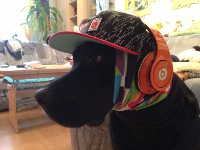 Ein echt Cooler Hund