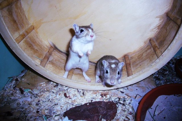 marley und browny