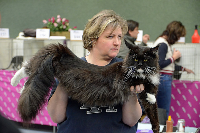 Internationale Katzenausstellung in Stockerau 2013