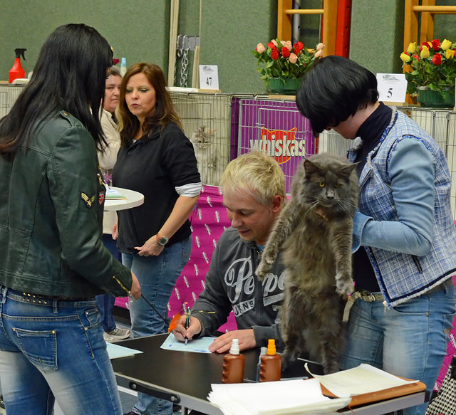 Internationale Katzenausstellung in Stockerau 2013