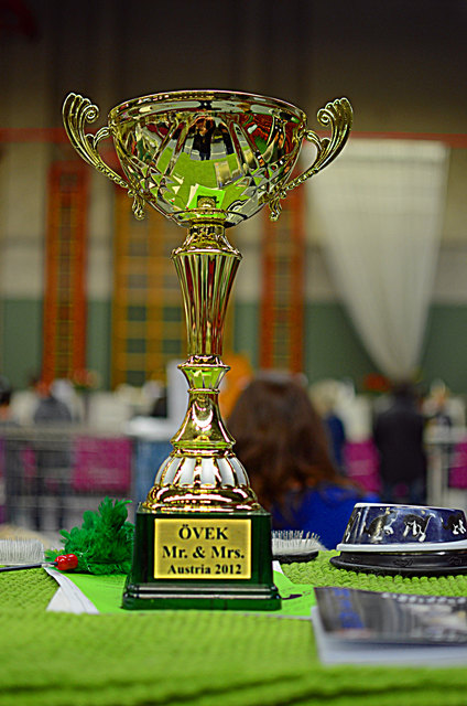 Internationale Katzenausstellung in Stockerau 2013