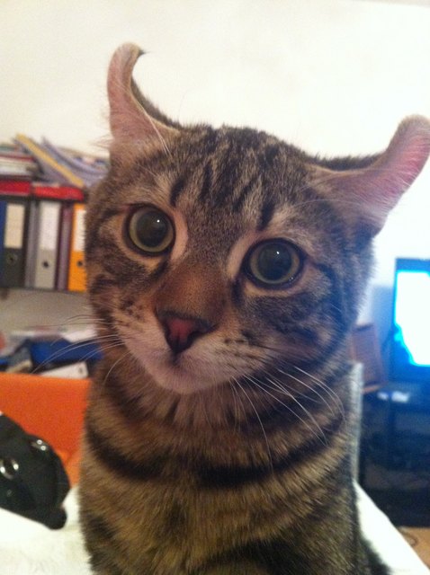 Felix