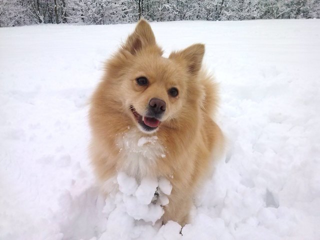 Shia am Schnee