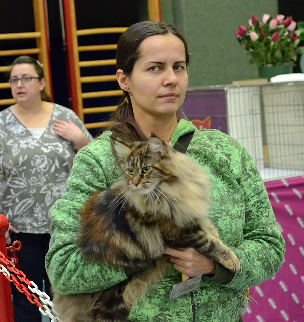 Internationale Katzenausstellung in Stockerau 2013