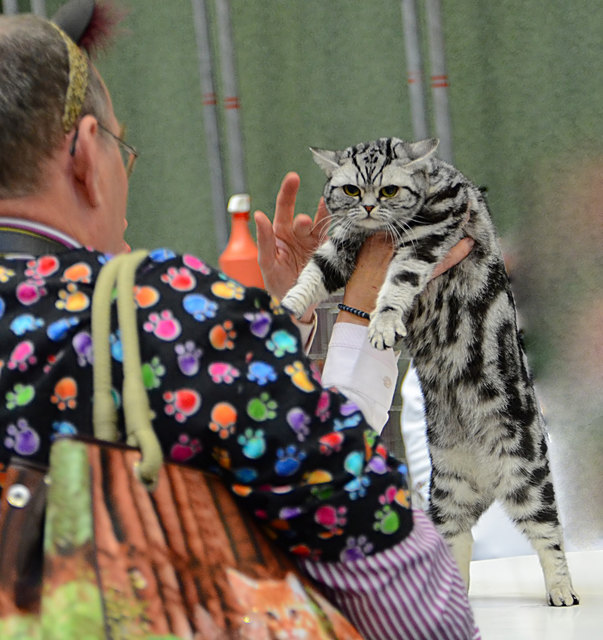 Internationale Katzenausstellung in Stockerau 2013
