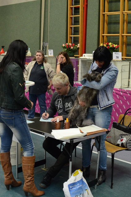 Internationale Katzenausstellung in Stockerau 2013