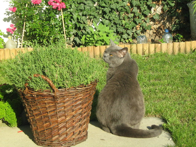 Petzi im Garten