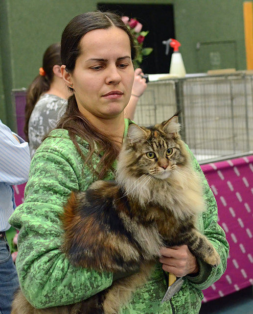 Internationale Katzenausstellung in Stockerau 2013