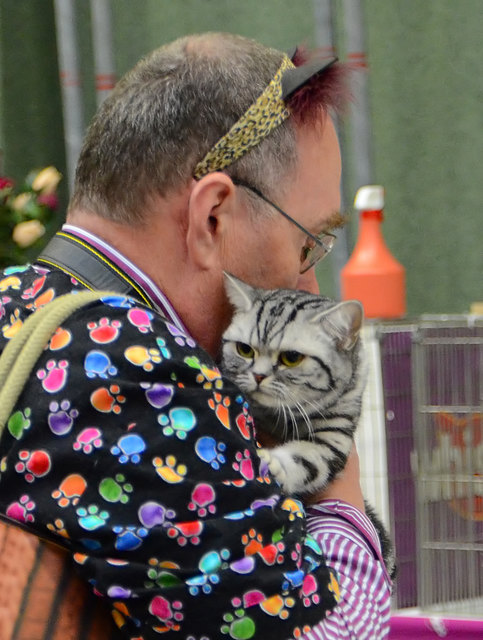 Internationale Katzenausstellung in Stockerau 2013