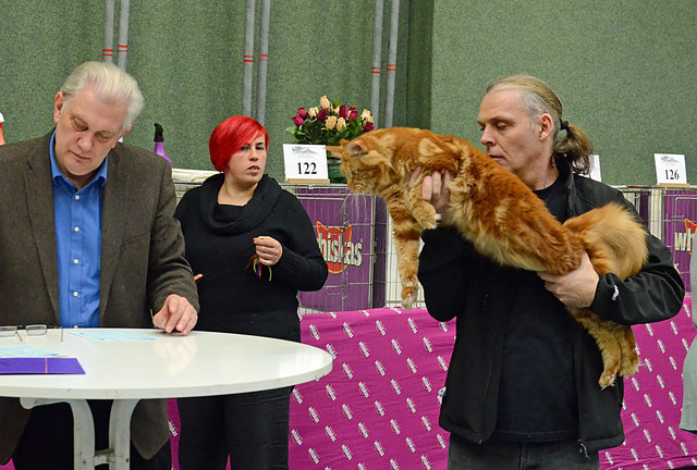Internationale Katzenausstellung in Stockerau 2013