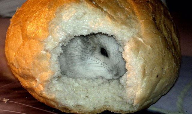 Immer hungrig Jimmy von Milena