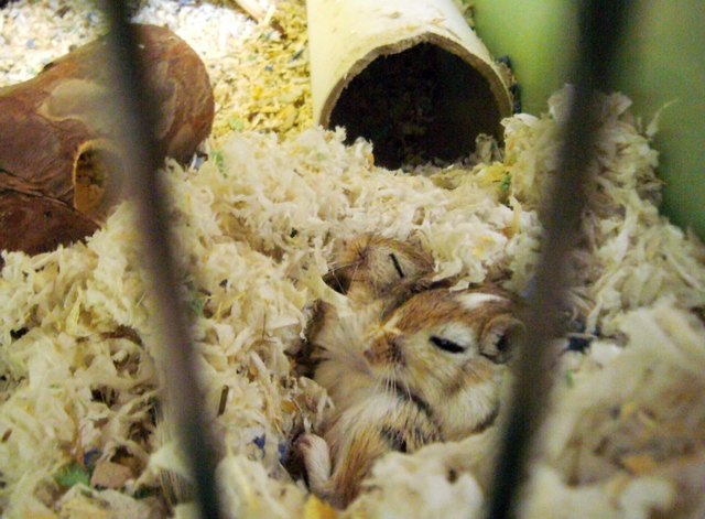 marley und browny knuddeln