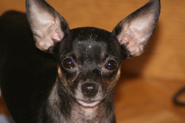 Angelo