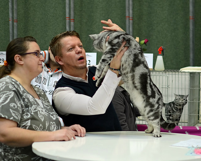 Internationale Katzenausstellung in Stockerau 2013