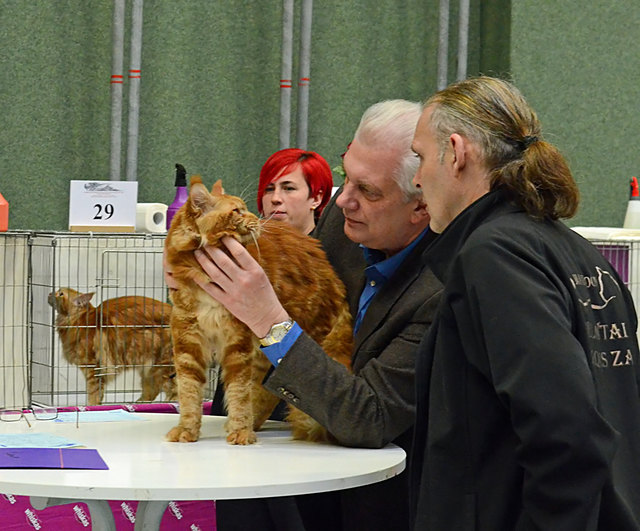 Internationale Katzenausstellung in Stockerau 2013