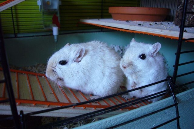 greebo und charly