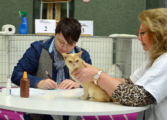 Internationale Katzenausstellung in Stockerau 2013