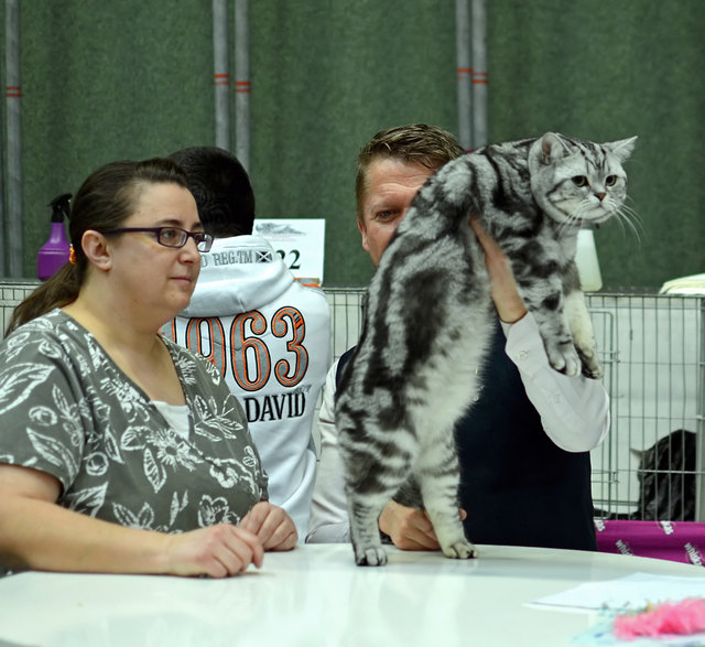 Internationale Katzenausstellung in Stockerau 2013