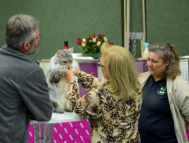 Internationale Katzenausstellung in Stockerau 2013