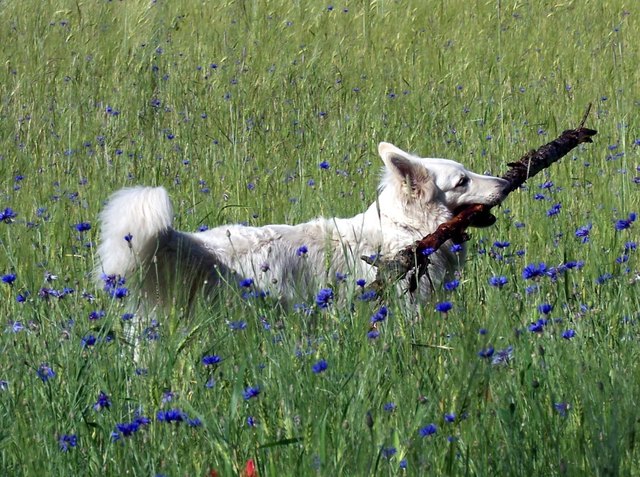 Bagheera freut sich auf den Sommer