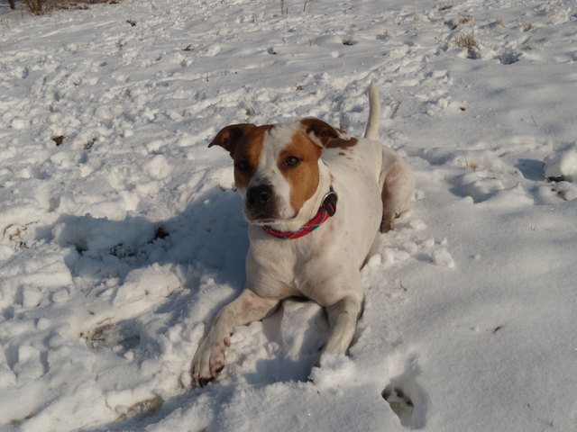 Jack beim Spiel im Schnee